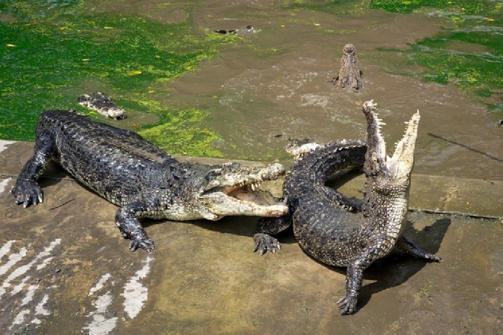 blog-1608673297crocodile-action-farm_60359-649.jpg