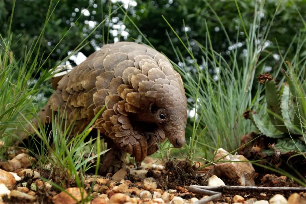 blog-1650191463PANGOLINS1.jpg